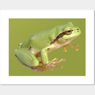 Cute European Green Tree Frog Cut Out Posters and Art